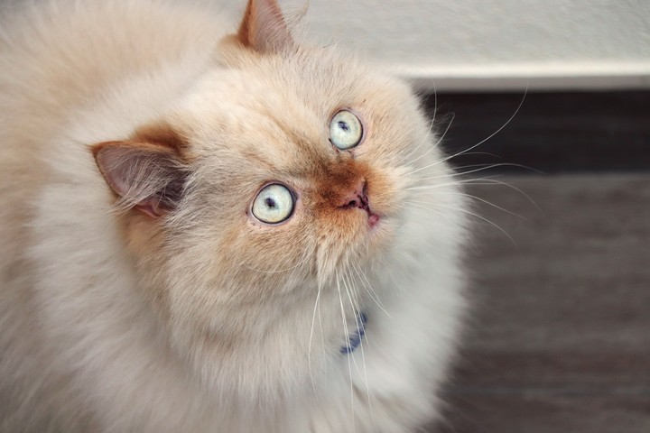 Tommy.