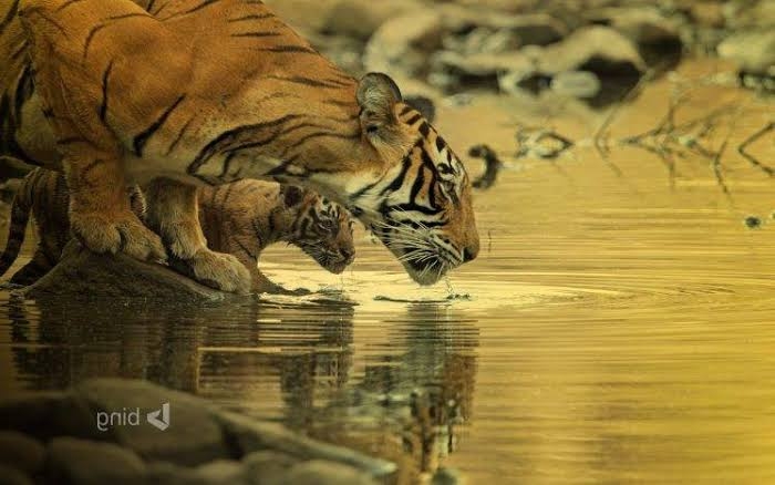 Mom and Baby