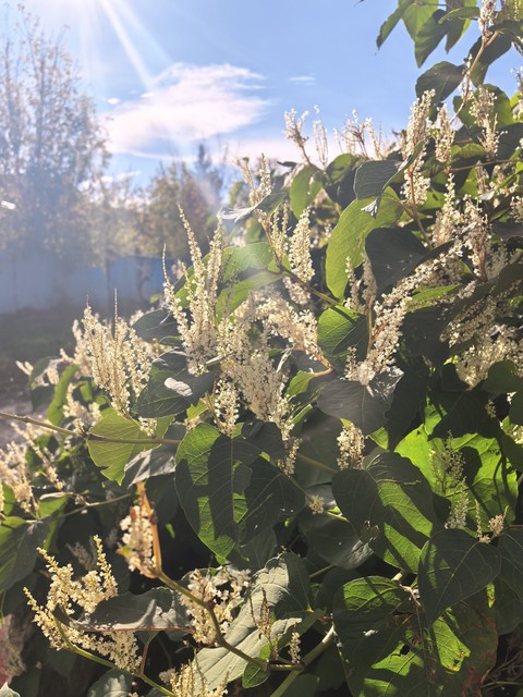 тапети menispermaceae, buckwheats