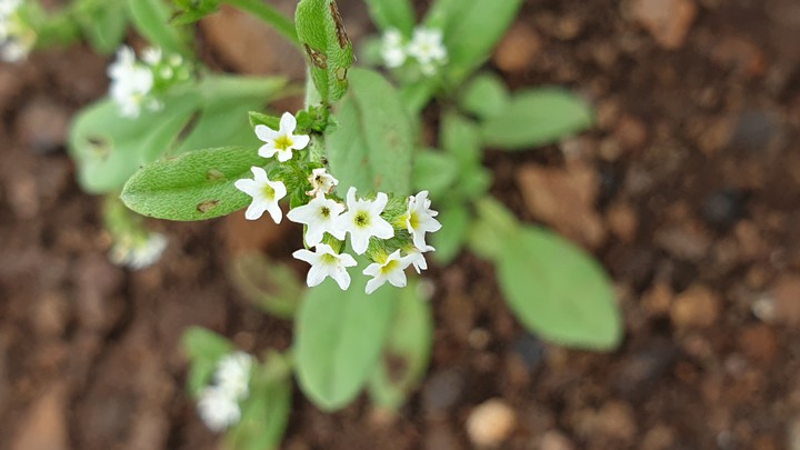 White flower