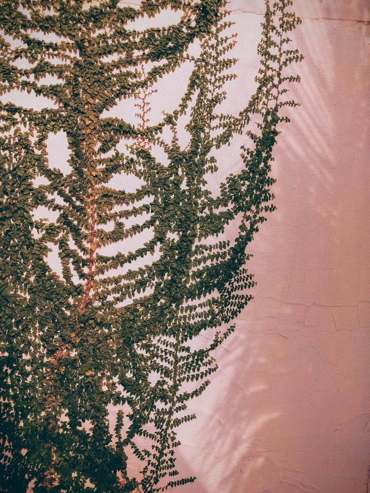 Mon Jardin sur le mur