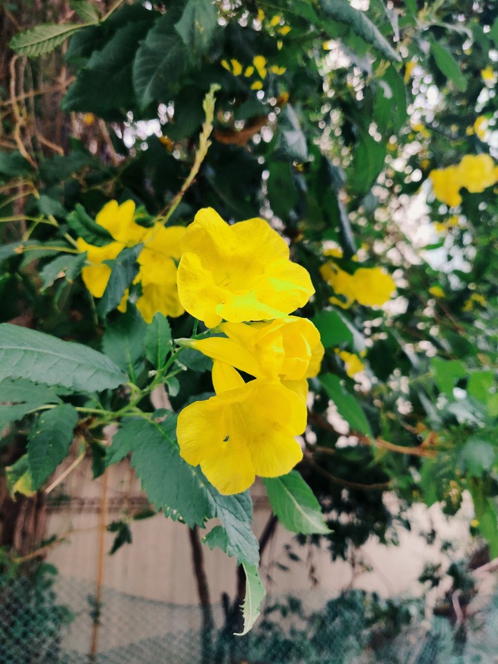 creative of nature