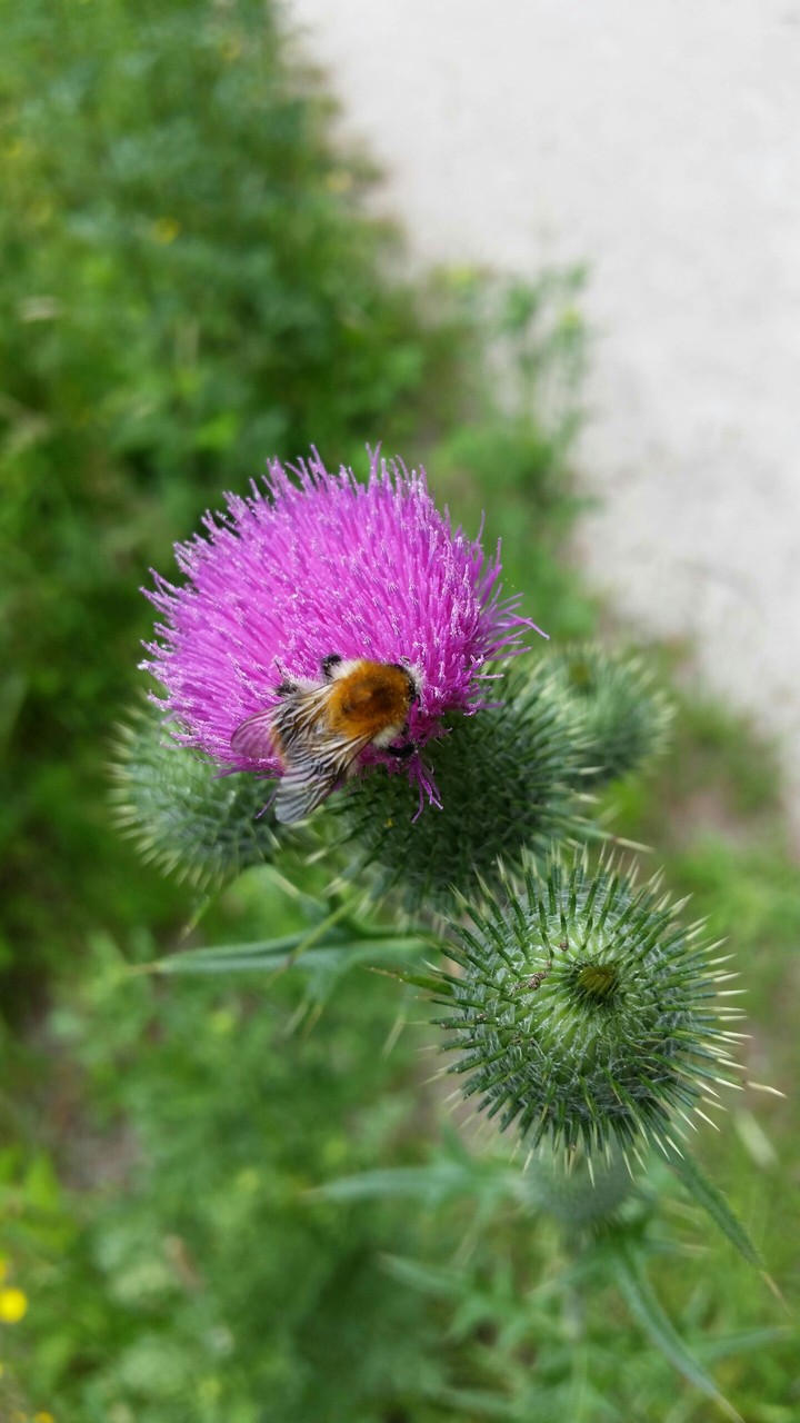 Hommel op distel, Hoge Veluwe, The Netherlands.