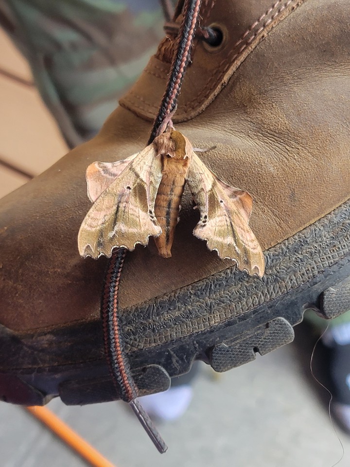 Moth on the Boot