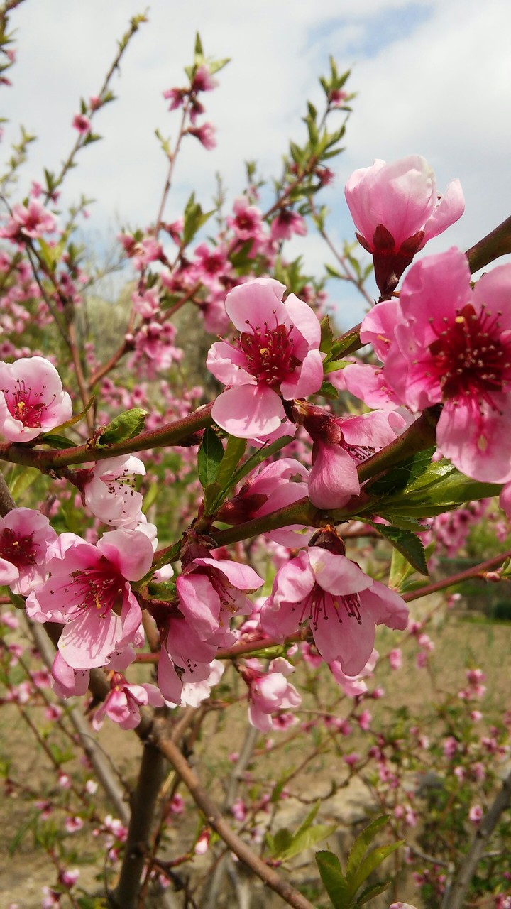 pink flowers