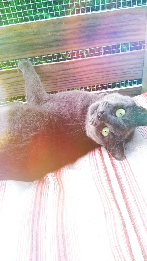 chat