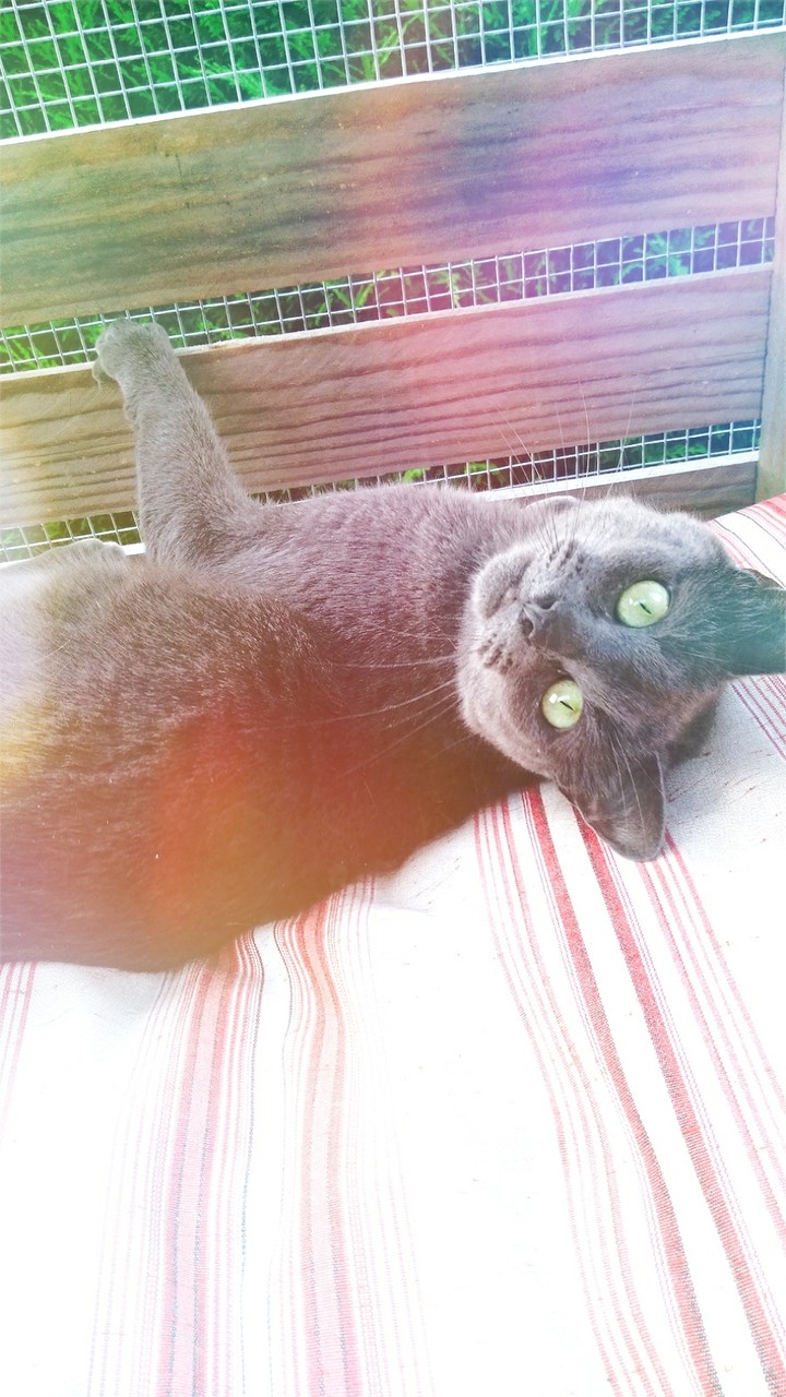 chat