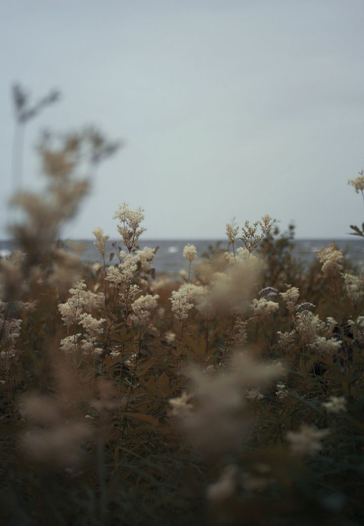 Flower Aesthetic