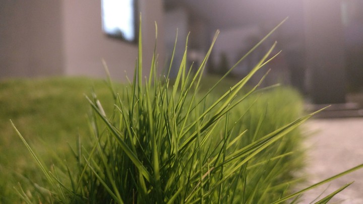 grass