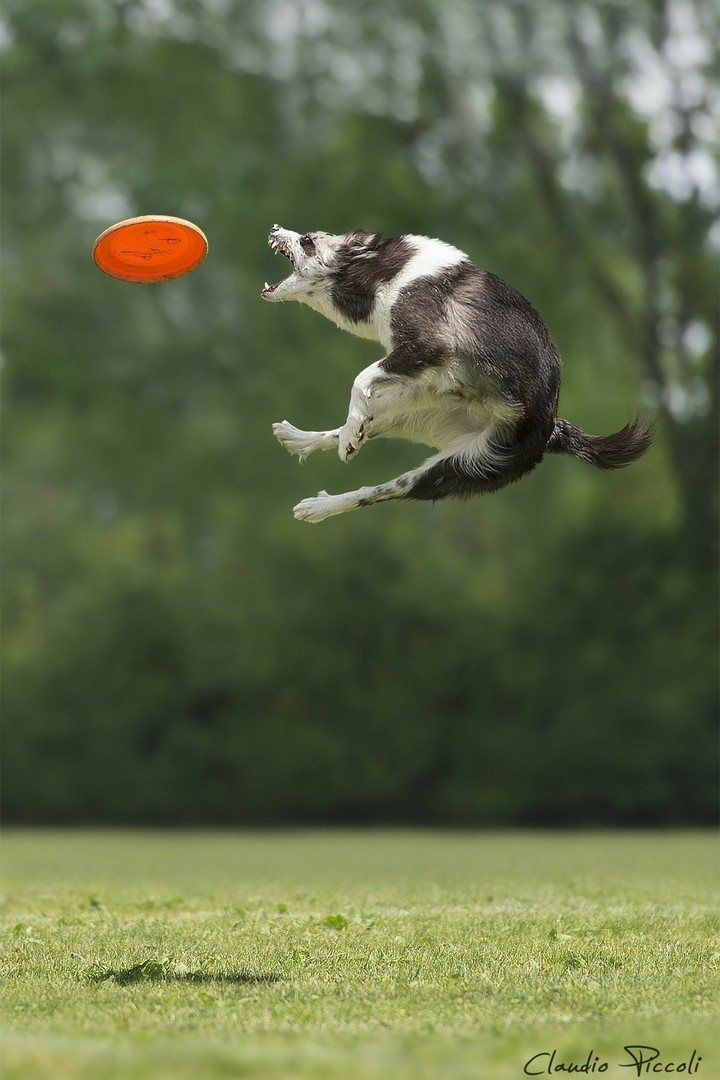 The Border Collie Because There Is No Better Dog