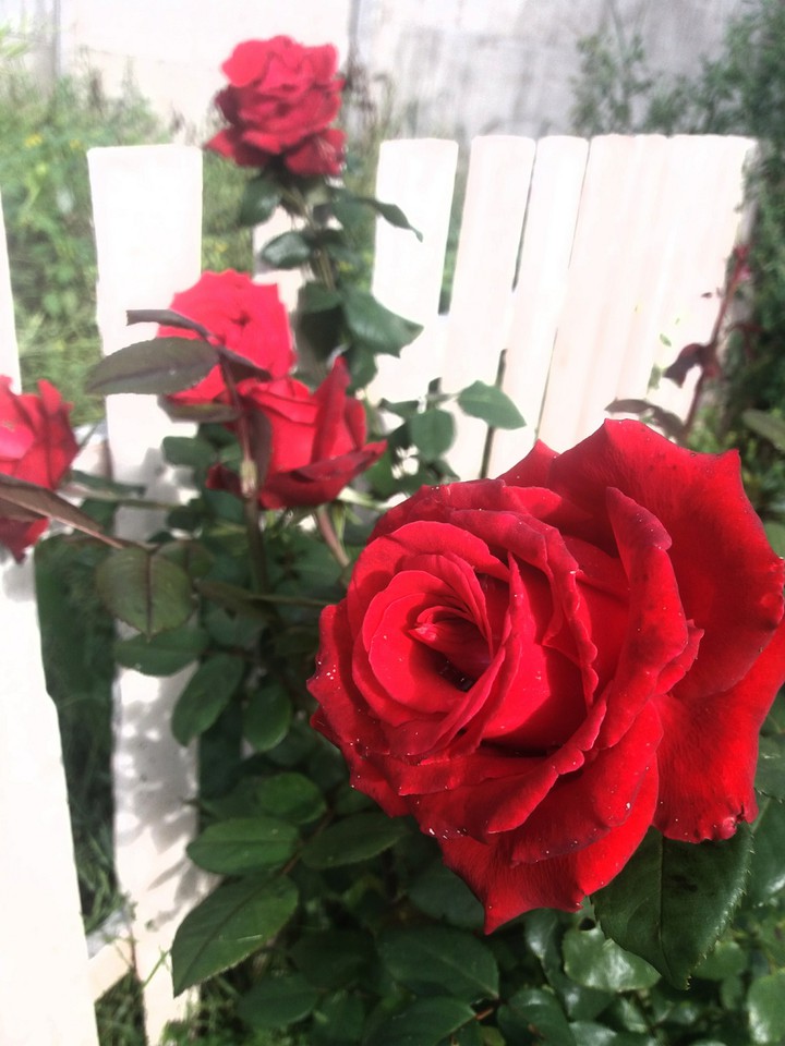 red rose