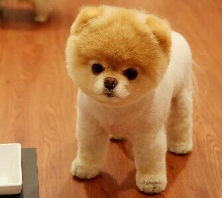 Puppy