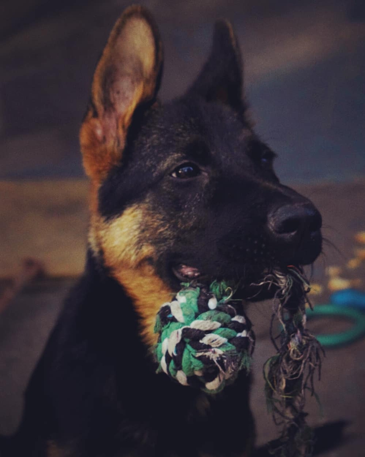German shepherd dog