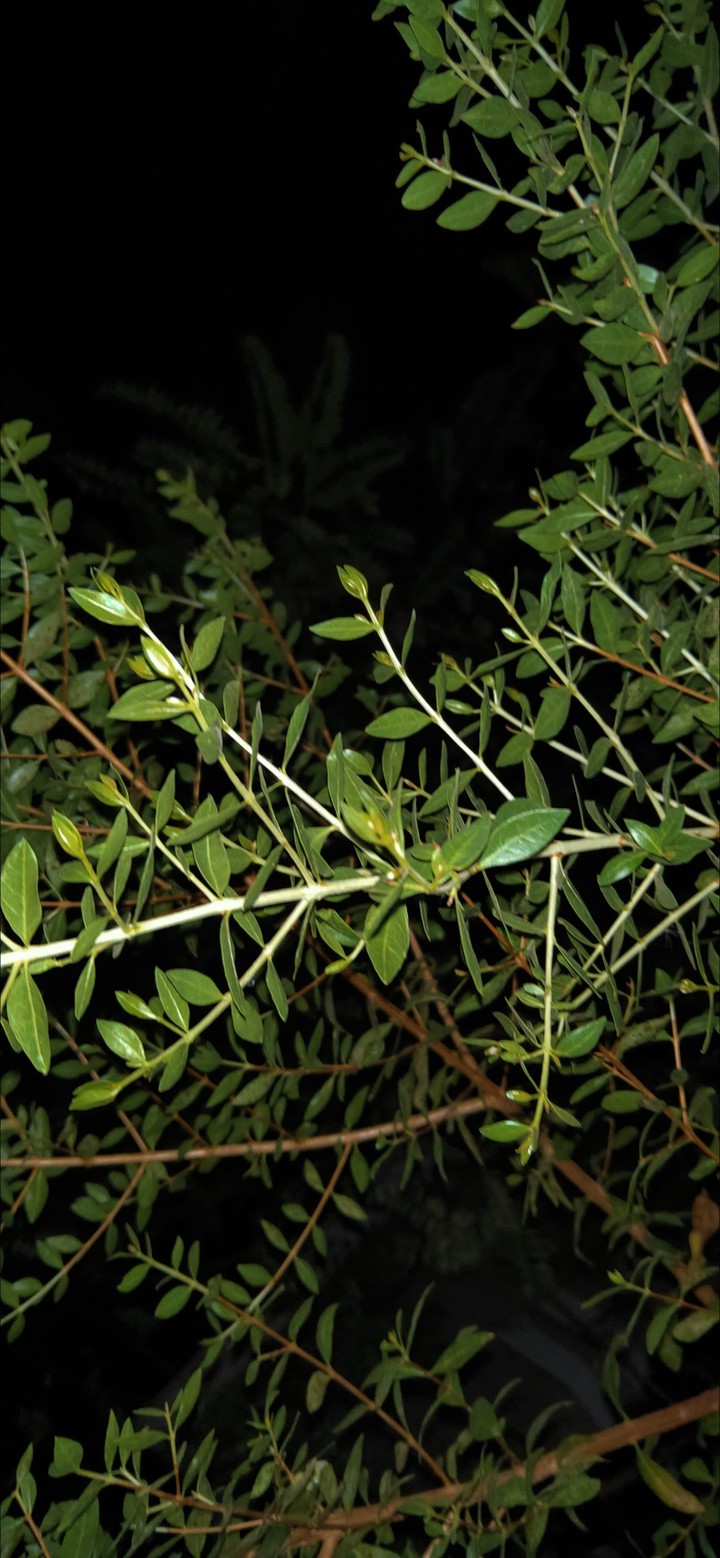 leaves