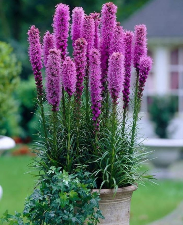 plant