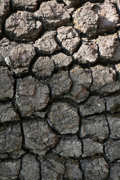 Close-up, drought wallpapers