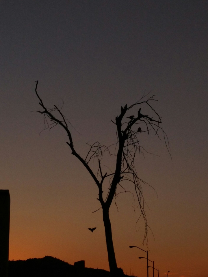 Amanecer