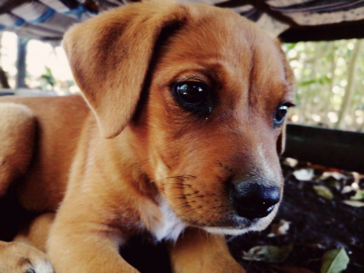 koda