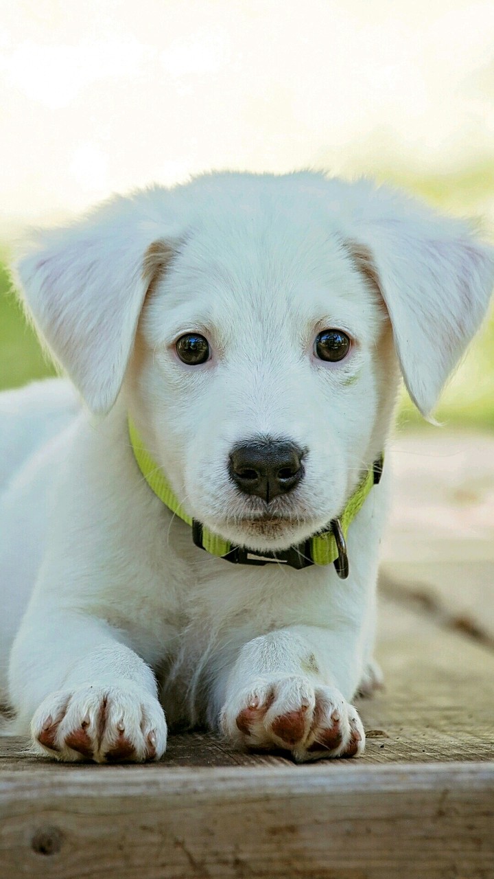puppy 