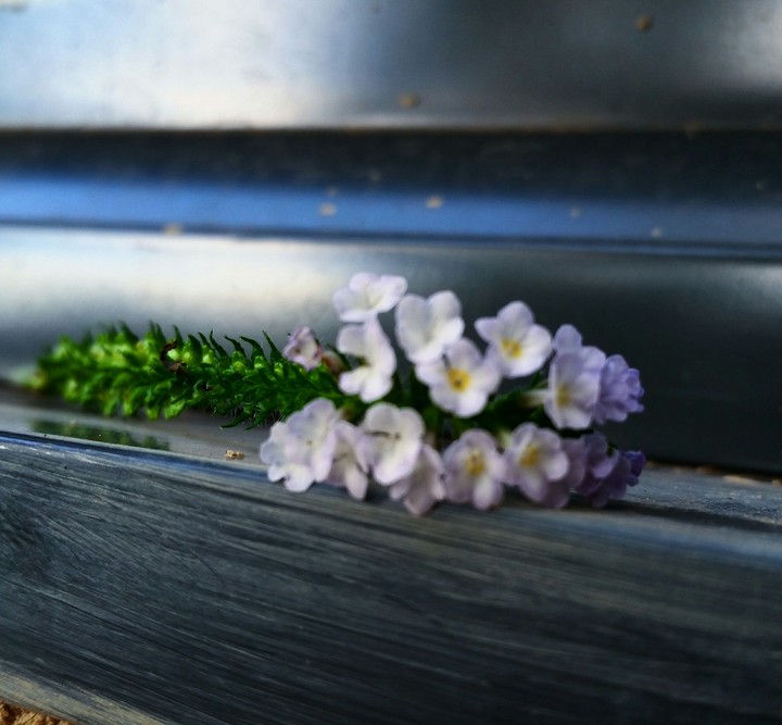 flores