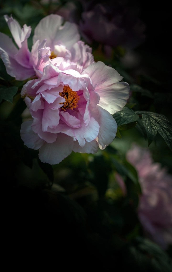 Flower?