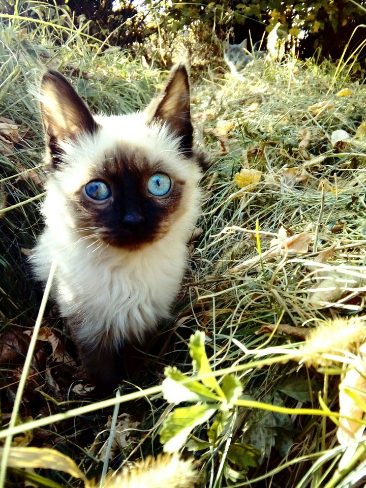 Little kitty