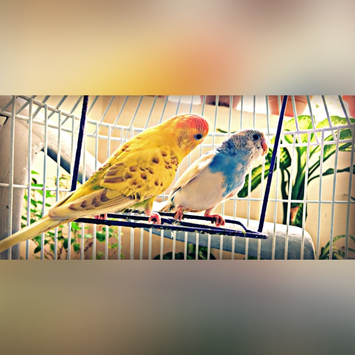 birds