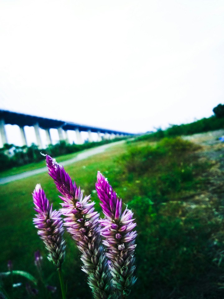 purple flowers