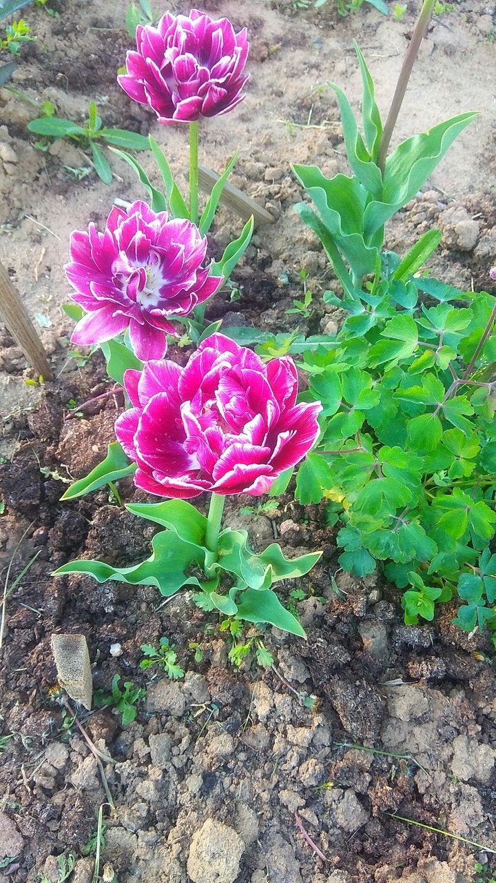 Tulip