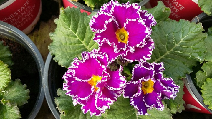 Purple & pink primula