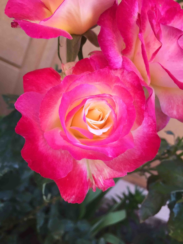Rose