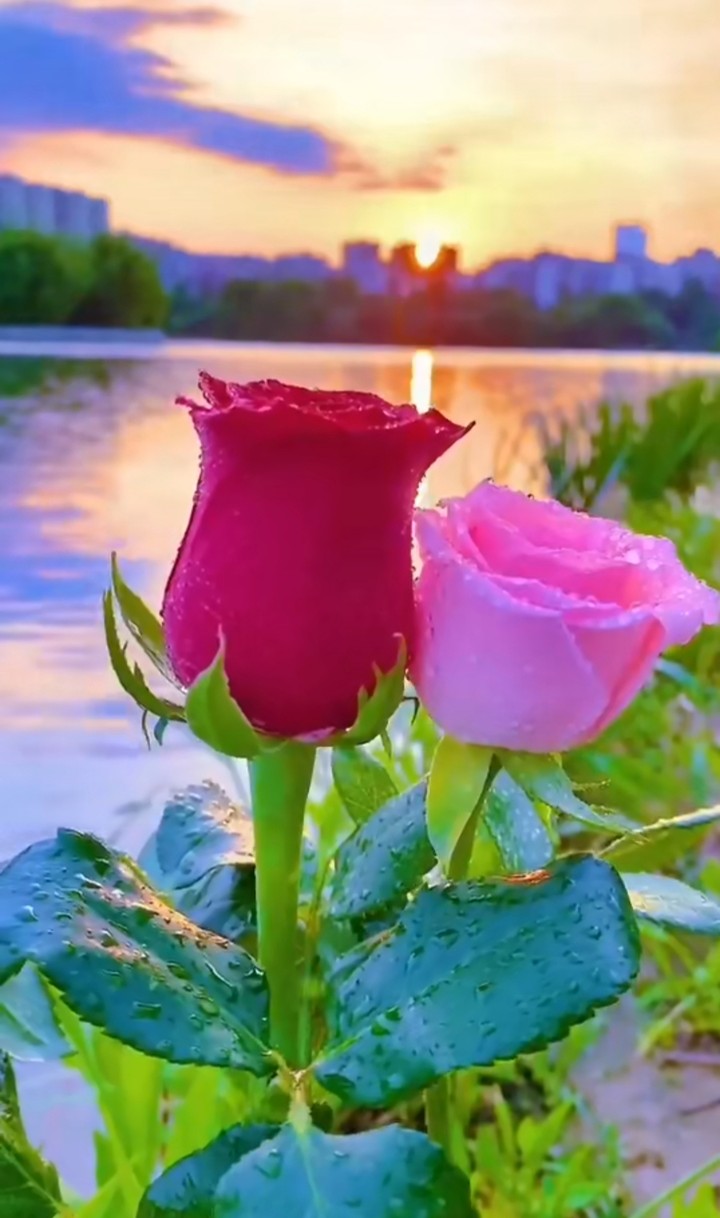 rose