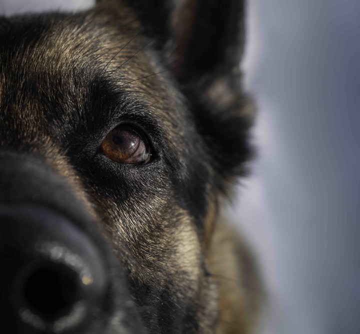 dog eye