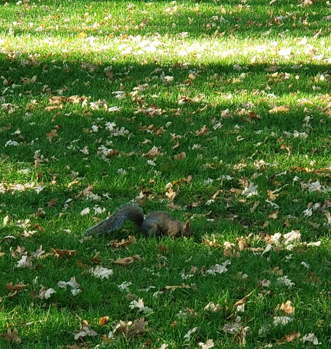 fonds d'écran plant, grassland