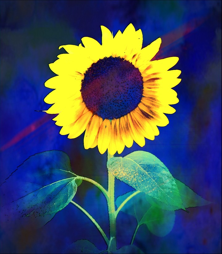 Sonnenblume