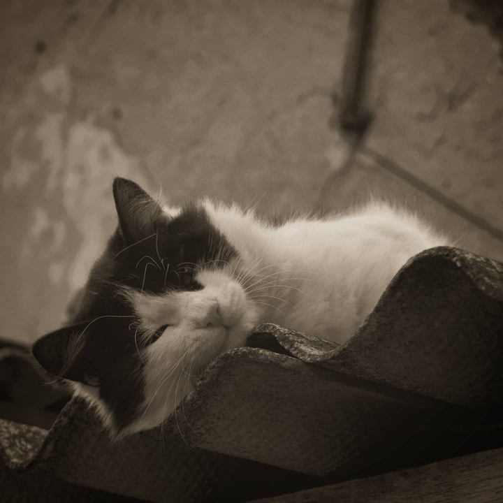 cat =^•^=