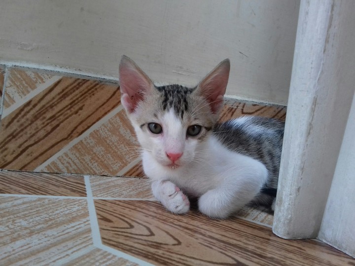 Good Morning Cat