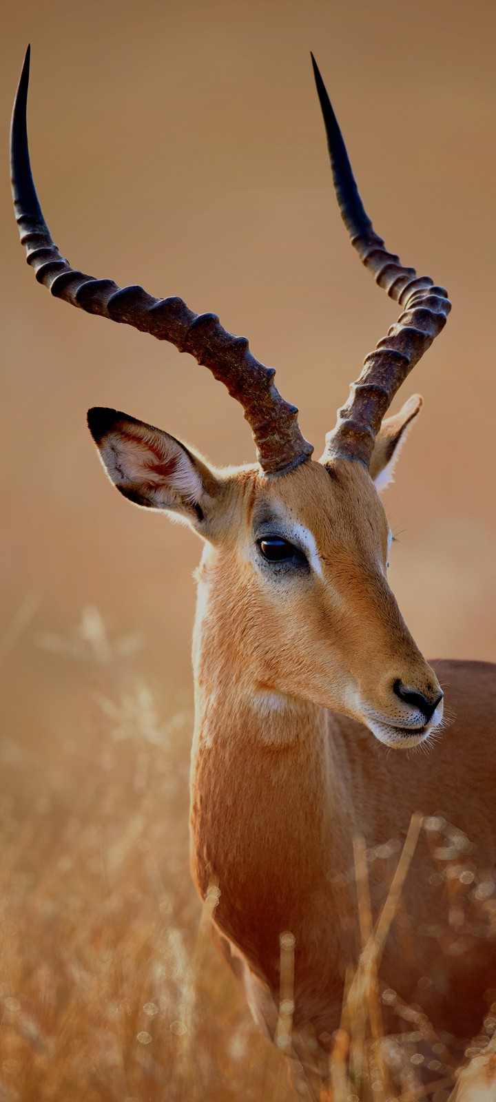 animal