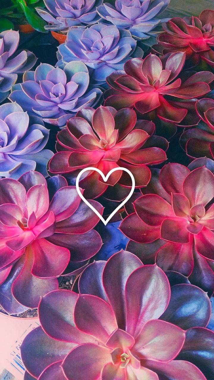 ❤❤❤
