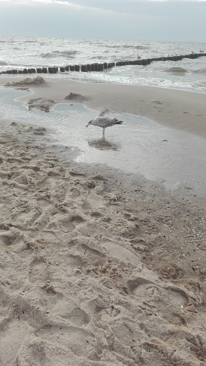 seagull