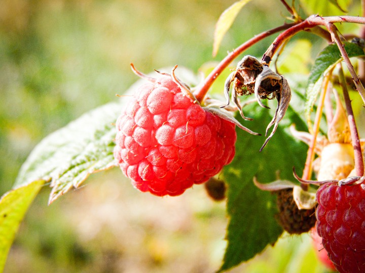 raspberry