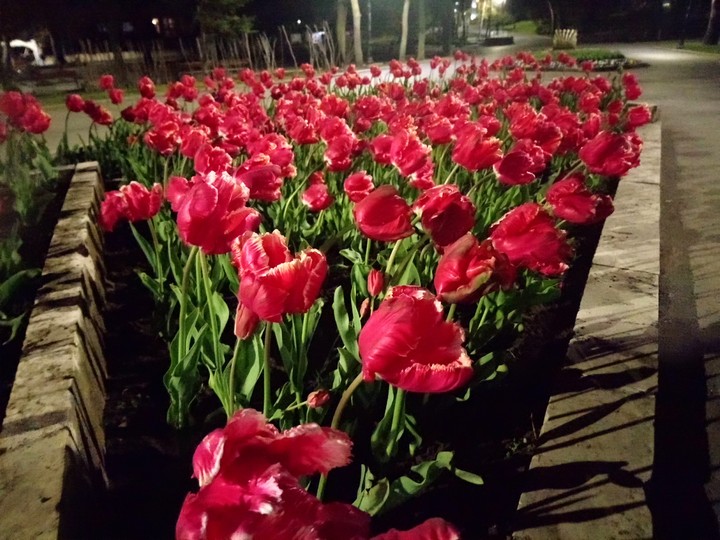 red flower 