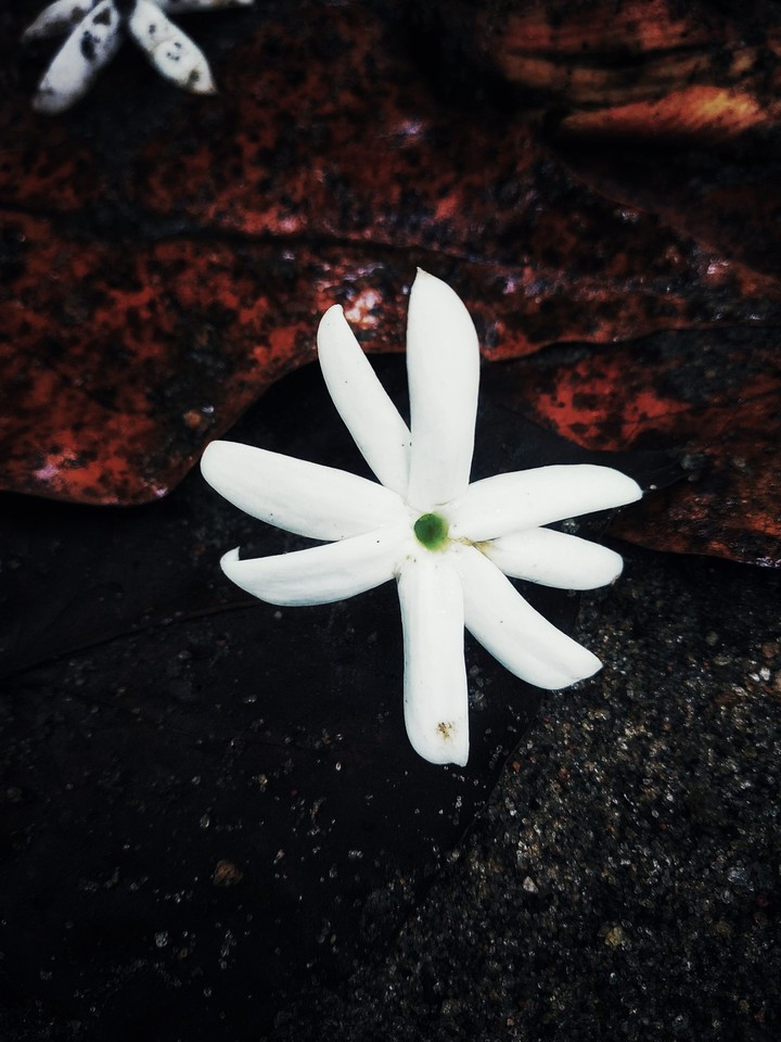 jasmine flower