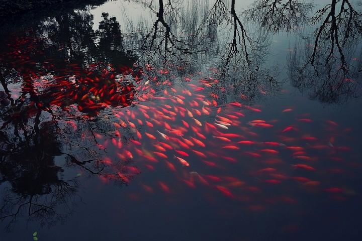 beautiful lot's of fishis