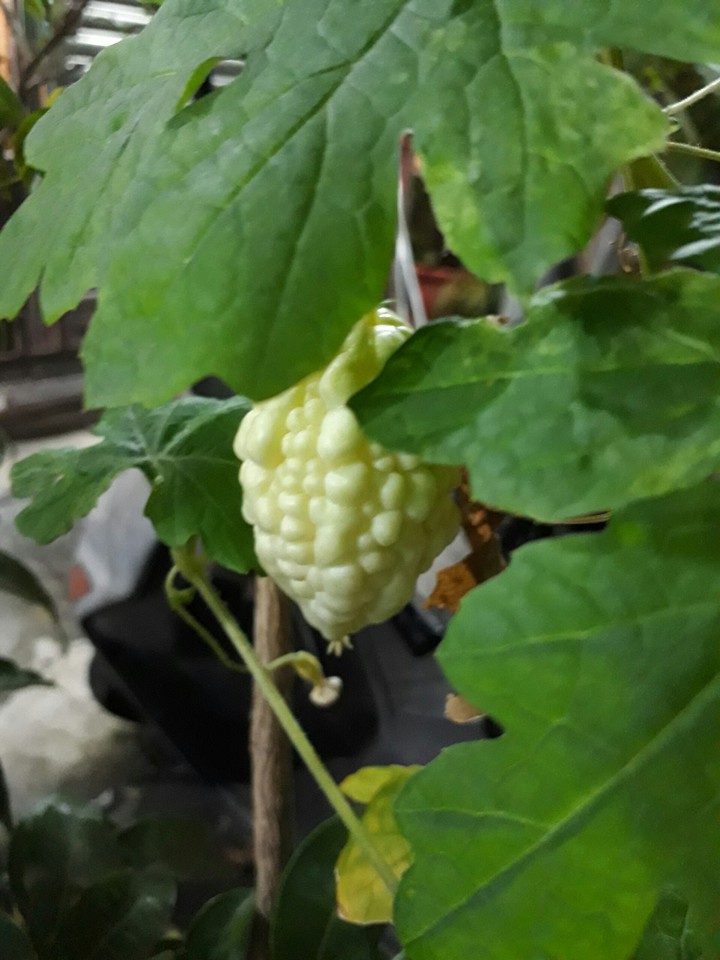 Bitter gourd 苦瓜