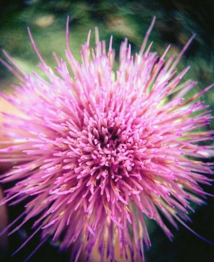 nature
