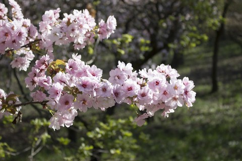 cherry blossoms