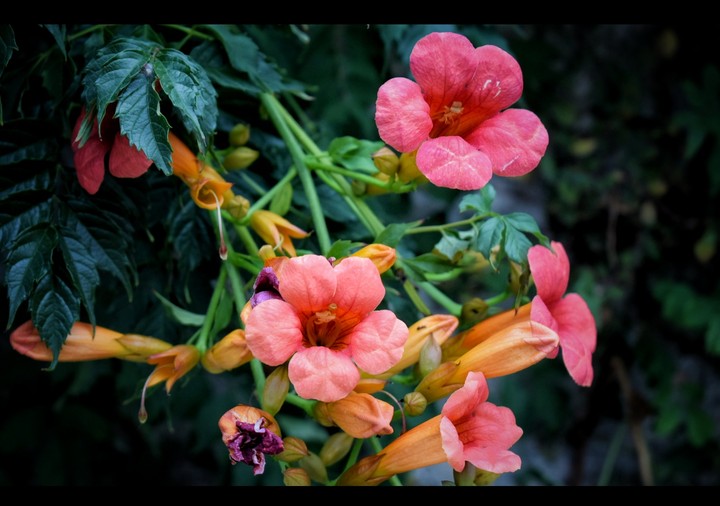 flower II.