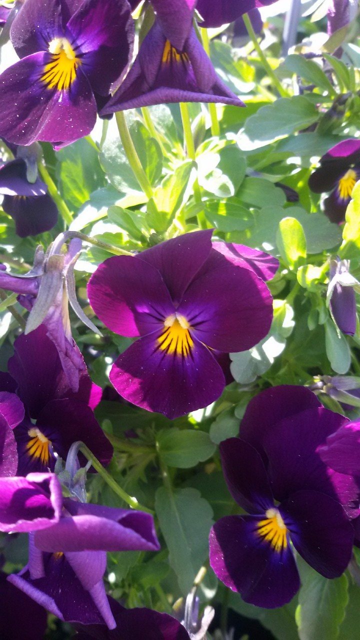 purple flower