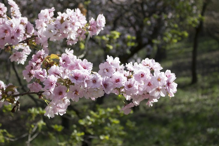 cherry blossoms